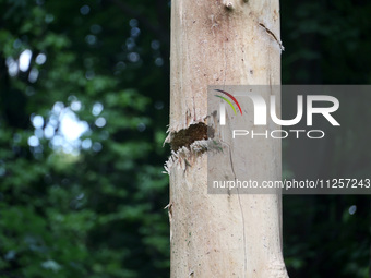 A tree trunk is being damaged by Russian shelling in Kharkiv, Ukraine, on May 19, 2024. NO USE RUSSIA. NO USE BELARUS. (