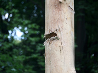 A tree trunk is being damaged by Russian shelling in Kharkiv, Ukraine, on May 19, 2024. NO USE RUSSIA. NO USE BELARUS. (