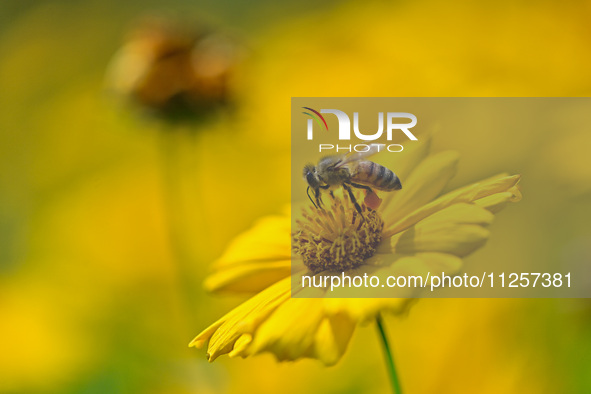 A bee is collecting pollen on flowers at Yunmenshan Forest Park in Qingzhou, China, on May 20, 2024. 