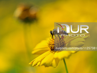 A bee is collecting pollen on flowers at Yunmenshan Forest Park in Qingzhou, China, on May 20, 2024. (