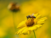 A bee is collecting pollen on flowers at Yunmenshan Forest Park in Qingzhou, China, on May 20, 2024. (