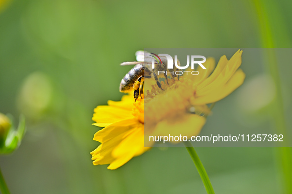 A bee is collecting pollen on flowers at Yunmenshan Forest Park in Qingzhou, China, on May 20, 2024. 