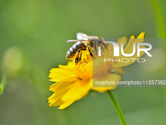 A bee is collecting pollen on flowers at Yunmenshan Forest Park in Qingzhou, China, on May 20, 2024. (