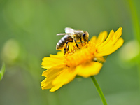 A bee is collecting pollen on flowers at Yunmenshan Forest Park in Qingzhou, China, on May 20, 2024. (