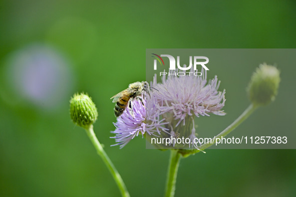 A bee is collecting pollen on flowers at Yunmenshan Forest Park in Qingzhou, China, on May 20, 2024. 