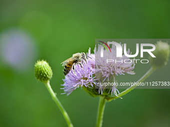 A bee is collecting pollen on flowers at Yunmenshan Forest Park in Qingzhou, China, on May 20, 2024. (