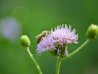 A bee is collecting pollen on flowers at Yunmenshan Forest Park in Qingzhou, China, on May 20, 2024. (