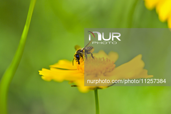 A bee is collecting pollen on flowers at Yunmenshan Forest Park in Qingzhou, China, on May 20, 2024. 