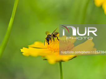 A bee is collecting pollen on flowers at Yunmenshan Forest Park in Qingzhou, China, on May 20, 2024. (