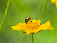 A bee is collecting pollen on flowers at Yunmenshan Forest Park in Qingzhou, China, on May 20, 2024. (