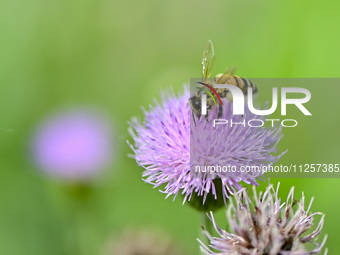 A bee is collecting pollen on flowers at Yunmenshan Forest Park in Qingzhou, China, on May 20, 2024. (