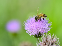 A bee is collecting pollen on flowers at Yunmenshan Forest Park in Qingzhou, China, on May 20, 2024. (