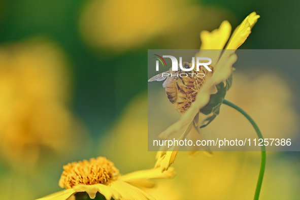 A bee is collecting pollen on flowers at Yunmenshan Forest Park in Qingzhou, China, on May 20, 2024. 