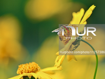 A bee is collecting pollen on flowers at Yunmenshan Forest Park in Qingzhou, China, on May 20, 2024. (