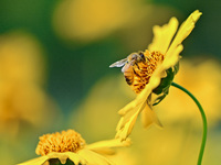 A bee is collecting pollen on flowers at Yunmenshan Forest Park in Qingzhou, China, on May 20, 2024. (