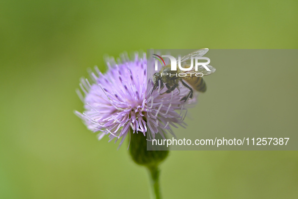 A bee is collecting pollen on flowers at Yunmenshan Forest Park in Qingzhou, China, on May 20, 2024. 