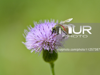 A bee is collecting pollen on flowers at Yunmenshan Forest Park in Qingzhou, China, on May 20, 2024. (