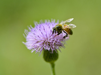 A bee is collecting pollen on flowers at Yunmenshan Forest Park in Qingzhou, China, on May 20, 2024. (