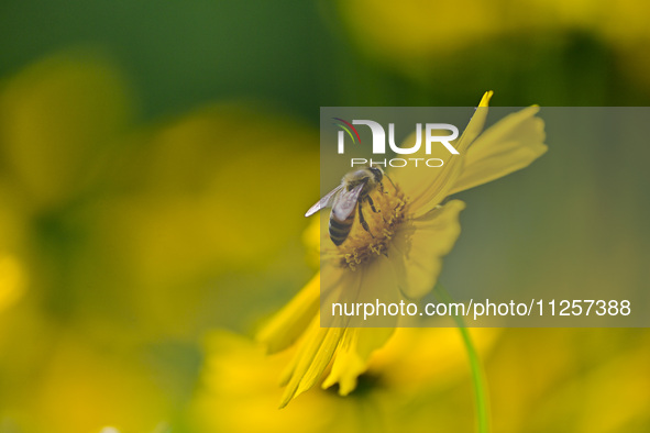 A bee is collecting pollen on flowers at Yunmenshan Forest Park in Qingzhou, China, on May 20, 2024. 