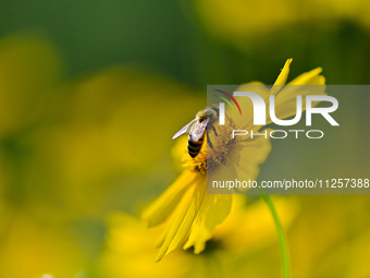 A bee is collecting pollen on flowers at Yunmenshan Forest Park in Qingzhou, China, on May 20, 2024. (