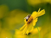 A bee is collecting pollen on flowers at Yunmenshan Forest Park in Qingzhou, China, on May 20, 2024. (