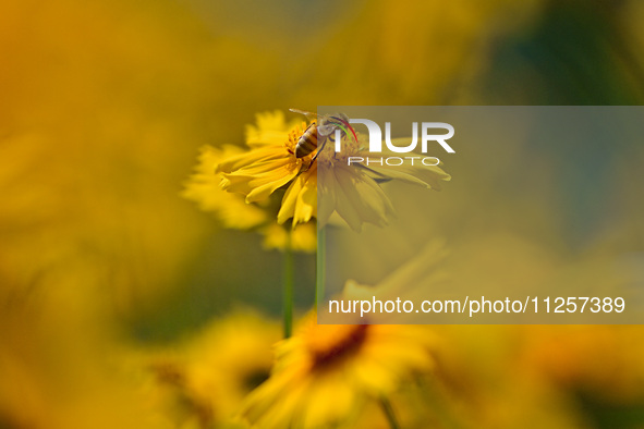 A bee is collecting pollen on flowers at Yunmenshan Forest Park in Qingzhou, China, on May 20, 2024. 