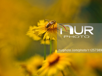 A bee is collecting pollen on flowers at Yunmenshan Forest Park in Qingzhou, China, on May 20, 2024. (