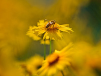 A bee is collecting pollen on flowers at Yunmenshan Forest Park in Qingzhou, China, on May 20, 2024. (