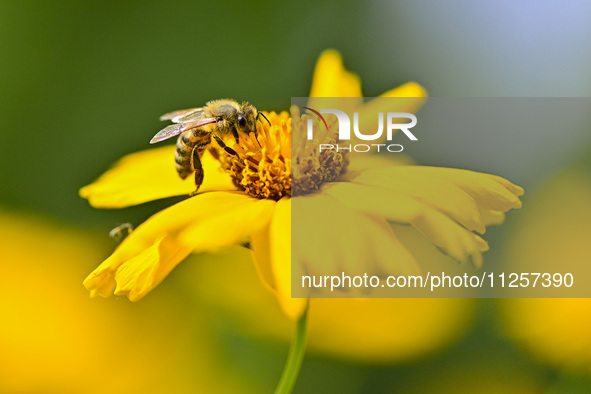 A bee is collecting pollen on flowers at Yunmenshan Forest Park in Qingzhou, China, on May 20, 2024. 