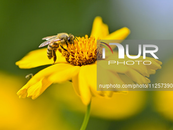 A bee is collecting pollen on flowers at Yunmenshan Forest Park in Qingzhou, China, on May 20, 2024. (