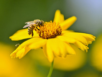 A bee is collecting pollen on flowers at Yunmenshan Forest Park in Qingzhou, China, on May 20, 2024. (