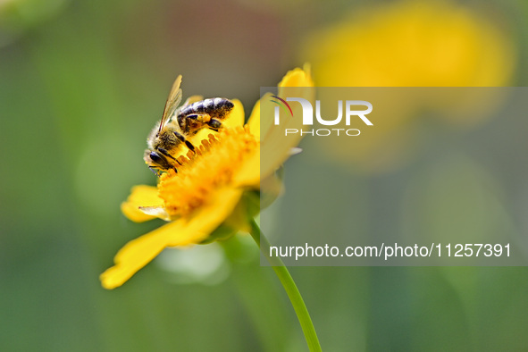 A bee is collecting pollen on flowers at Yunmenshan Forest Park in Qingzhou, China, on May 20, 2024. 