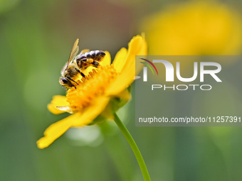 A bee is collecting pollen on flowers at Yunmenshan Forest Park in Qingzhou, China, on May 20, 2024. (