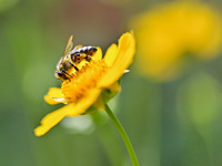 A bee is collecting pollen on flowers at Yunmenshan Forest Park in Qingzhou, China, on May 20, 2024. (