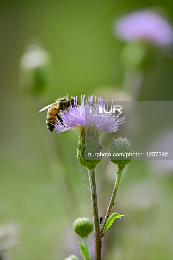 A bee is collecting pollen on flowers at Yunmenshan Forest Park in Qingzhou, China, on May 20, 2024. 