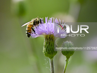 A bee is collecting pollen on flowers at Yunmenshan Forest Park in Qingzhou, China, on May 20, 2024. (