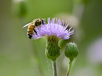 A bee is collecting pollen on flowers at Yunmenshan Forest Park in Qingzhou, China, on May 20, 2024. (