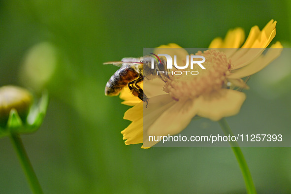 A bee is collecting pollen on flowers at Yunmenshan Forest Park in Qingzhou, China, on May 20, 2024. 