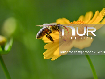 A bee is collecting pollen on flowers at Yunmenshan Forest Park in Qingzhou, China, on May 20, 2024. (