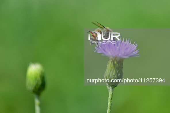 A bee is collecting pollen on flowers at Yunmenshan Forest Park in Qingzhou, China, on May 20, 2024. 