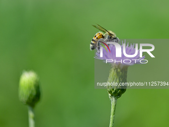 A bee is collecting pollen on flowers at Yunmenshan Forest Park in Qingzhou, China, on May 20, 2024. (