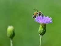 A bee is collecting pollen on flowers at Yunmenshan Forest Park in Qingzhou, China, on May 20, 2024. (