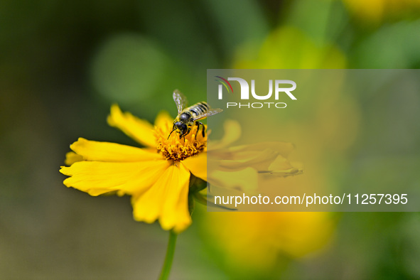 A bee is collecting pollen on flowers at Yunmenshan Forest Park in Qingzhou, China, on May 20, 2024. 