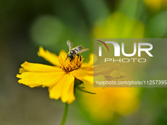 A bee is collecting pollen on flowers at Yunmenshan Forest Park in Qingzhou, China, on May 20, 2024. (