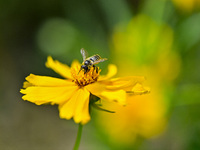 A bee is collecting pollen on flowers at Yunmenshan Forest Park in Qingzhou, China, on May 20, 2024. (