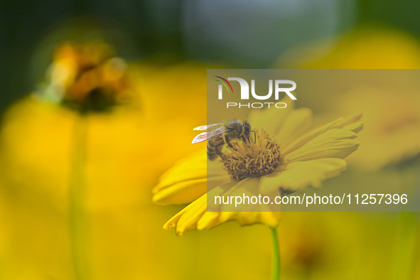 A bee is collecting pollen on flowers at Yunmenshan Forest Park in Qingzhou, China, on May 20, 2024. 