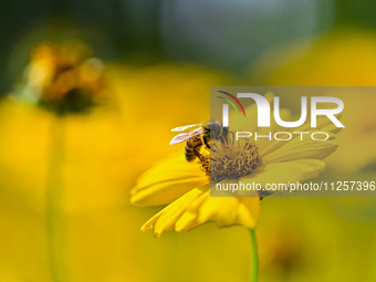 A bee is collecting pollen on flowers at Yunmenshan Forest Park in Qingzhou, China, on May 20, 2024. (