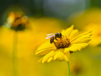 A bee is collecting pollen on flowers at Yunmenshan Forest Park in Qingzhou, China, on May 20, 2024. (