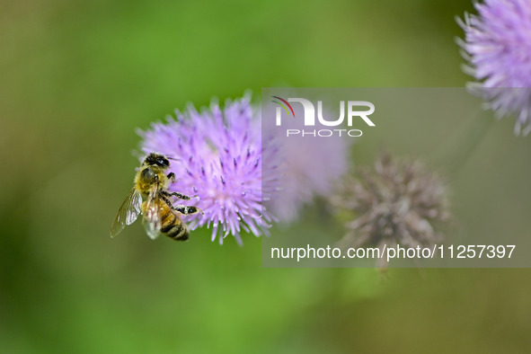 A bee is collecting pollen on flowers at Yunmenshan Forest Park in Qingzhou, China, on May 20, 2024. 