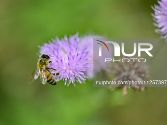 A bee is collecting pollen on flowers at Yunmenshan Forest Park in Qingzhou, China, on May 20, 2024. (